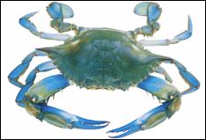 Chitosan is a substance found in crab shells